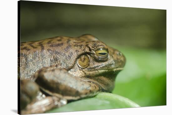 Australia, Sydney. Sydney Sea Life Aquarium. White Lipped Tree Frog-Cindy Miller Hopkins-Stretched Canvas