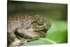 Australia, Sydney. Sydney Sea Life Aquarium. White Lipped Tree Frog-Cindy Miller Hopkins-Stretched Canvas