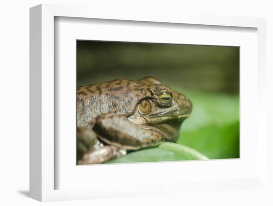 Australia, Sydney. Sydney Sea Life Aquarium. White Lipped Tree Frog-Cindy Miller Hopkins-Framed Photographic Print