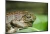 Australia, Sydney. Sydney Sea Life Aquarium. White Lipped Tree Frog-Cindy Miller Hopkins-Mounted Photographic Print