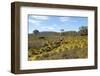 Australia, Tasmania, Cradle Mountain-Lake St Clair NP Button grass moorland. Overland Track-Trish Drury-Framed Photographic Print