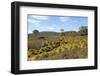 Australia, Tasmania, Cradle Mountain-Lake St Clair NP Button grass moorland. Overland Track-Trish Drury-Framed Photographic Print