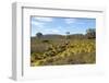 Australia, Tasmania, Cradle Mountain-Lake St Clair NP Button grass moorland. Overland Track-Trish Drury-Framed Photographic Print