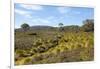 Australia, Tasmania, Cradle Mountain-Lake St Clair NP Button grass moorland. Overland Track-Trish Drury-Framed Photographic Print