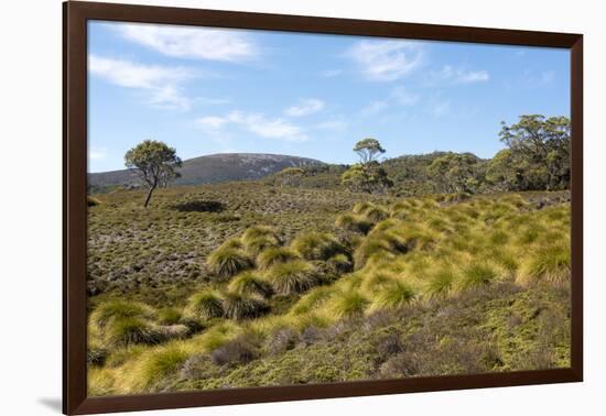 Australia, Tasmania, Cradle Mountain-Lake St Clair NP Button grass moorland. Overland Track-Trish Drury-Framed Photographic Print