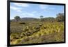 Australia, Tasmania, Cradle Mountain-Lake St Clair NP Button grass moorland. Overland Track-Trish Drury-Framed Photographic Print