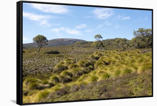 Australia, Tasmania, Cradle Mountain-Lake St Clair NP Button grass moorland. Overland Track-Trish Drury-Framed Stretched Canvas