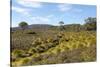 Australia, Tasmania, Cradle Mountain-Lake St Clair NP Button grass moorland. Overland Track-Trish Drury-Stretched Canvas