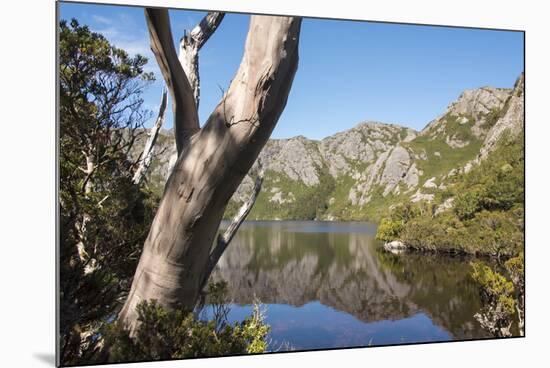 Australia, Tasmania, Cradle Mountain-Lake St Clair NP. Reflected mountains in Crater Lake.-Trish Drury-Mounted Photographic Print