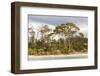 Australia, Tasmania, Eucalyptus on beach great light Fortescue Bay Tasman Peninsula-Trish Drury-Framed Photographic Print