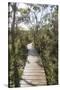 Australia, Tasmania, Tasman National Park. Three Capes Track Cape Hauy boardwalk.-Trish Drury-Stretched Canvas