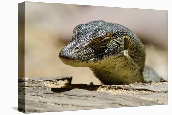 Australia, Territory Wildlife Park. Mertens Water Monitor-Cindy Miller Hopkins-Stretched Canvas