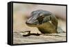 Australia, Territory Wildlife Park. Mertens Water Monitor-Cindy Miller Hopkins-Framed Stretched Canvas