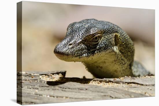 Australia, Territory Wildlife Park. Mertens Water Monitor-Cindy Miller Hopkins-Stretched Canvas