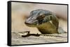 Australia, Territory Wildlife Park. Mertens Water Monitor-Cindy Miller Hopkins-Framed Stretched Canvas