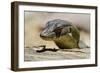 Australia, Territory Wildlife Park. Mertens Water Monitor-Cindy Miller Hopkins-Framed Photographic Print