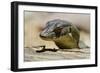 Australia, Territory Wildlife Park. Mertens Water Monitor-Cindy Miller Hopkins-Framed Photographic Print