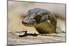 Australia, Territory Wildlife Park. Mertens Water Monitor-Cindy Miller Hopkins-Mounted Photographic Print