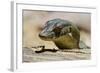 Australia, Territory Wildlife Park. Mertens Water Monitor-Cindy Miller Hopkins-Framed Photographic Print