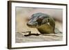 Australia, Territory Wildlife Park. Mertens Water Monitor-Cindy Miller Hopkins-Framed Photographic Print