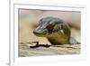 Australia, Territory Wildlife Park. Mertens Water Monitor-Cindy Miller Hopkins-Framed Photographic Print