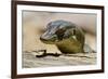 Australia, Territory Wildlife Park. Mertens Water Monitor-Cindy Miller Hopkins-Framed Photographic Print