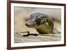 Australia, Territory Wildlife Park. Mertens Water Monitor-Cindy Miller Hopkins-Framed Photographic Print