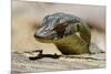 Australia, Territory Wildlife Park. Mertens Water Monitor-Cindy Miller Hopkins-Mounted Photographic Print