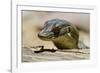 Australia, Territory Wildlife Park. Mertens Water Monitor-Cindy Miller Hopkins-Framed Photographic Print