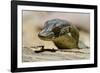 Australia, Territory Wildlife Park. Mertens Water Monitor-Cindy Miller Hopkins-Framed Photographic Print