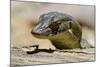 Australia, Territory Wildlife Park. Mertens Water Monitor-Cindy Miller Hopkins-Mounted Photographic Print