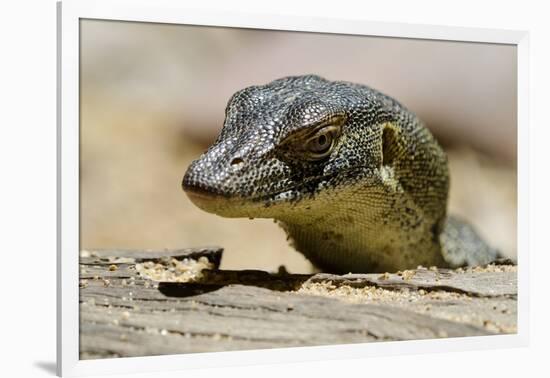 Australia, Territory Wildlife Park. Mertens Water Monitor-Cindy Miller Hopkins-Framed Photographic Print