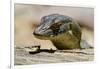 Australia, Territory Wildlife Park. Mertens Water Monitor-Cindy Miller Hopkins-Framed Photographic Print