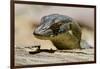 Australia, Territory Wildlife Park. Mertens Water Monitor-Cindy Miller Hopkins-Framed Photographic Print