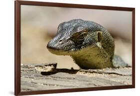 Australia, Territory Wildlife Park. Mertens Water Monitor-Cindy Miller Hopkins-Framed Photographic Print