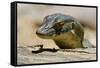 Australia, Territory Wildlife Park. Mertens Water Monitor-Cindy Miller Hopkins-Framed Stretched Canvas