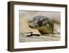 Australia, Territory Wildlife Park. Mertens Water Monitor-Cindy Miller Hopkins-Framed Photographic Print