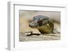 Australia, Territory Wildlife Park. Mertens Water Monitor-Cindy Miller Hopkins-Framed Photographic Print