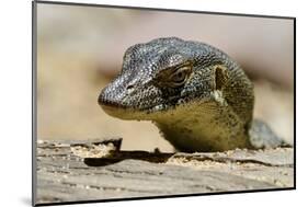 Australia, Territory Wildlife Park. Mertens Water Monitor-Cindy Miller Hopkins-Mounted Photographic Print