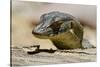 Australia, Territory Wildlife Park. Mertens Water Monitor-Cindy Miller Hopkins-Stretched Canvas