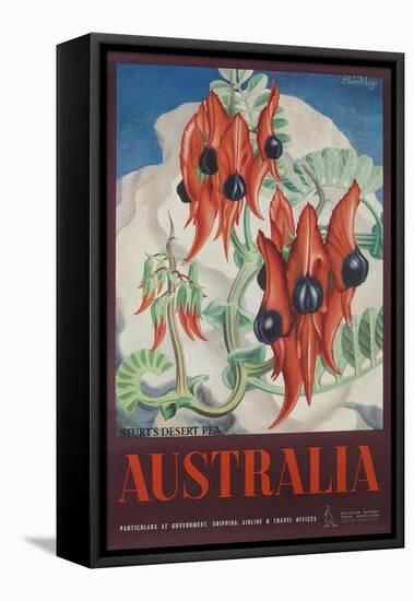 Australia Travel Poster Sturt's Desert Peas-null-Framed Stretched Canvas