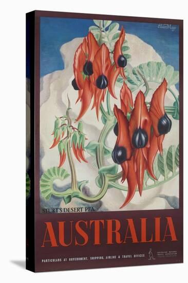 Australia Travel Poster Sturt's Desert Peas-null-Stretched Canvas