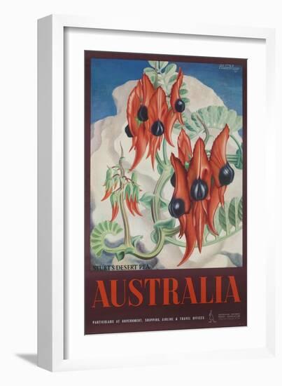 Australia Travel Poster Sturt's Desert Peas-null-Framed Giclee Print