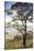 Australia, Victoria, Buninyong, Landscape from Mount Buninyong-Walter Bibikow-Stretched Canvas