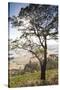 Australia, Victoria, Buninyong, Landscape from Mount Buninyong-Walter Bibikow-Stretched Canvas