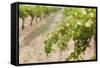 Australia, Victoria, Rutherglen, Vineyard Detail-Walter Bibikow-Framed Stretched Canvas