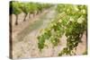 Australia, Victoria, Rutherglen, Vineyard Detail-Walter Bibikow-Stretched Canvas