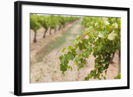 Australia, Victoria, Rutherglen, Vineyard Detail-Walter Bibikow-Framed Photographic Print