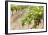 Australia, Victoria, Rutherglen, Vineyard Detail-Walter Bibikow-Framed Photographic Print