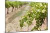 Australia, Victoria, Rutherglen, Vineyard Detail-Walter Bibikow-Mounted Photographic Print